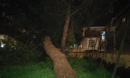 A Galatina il vento abbatte un grosso pino in Piazza Cesari