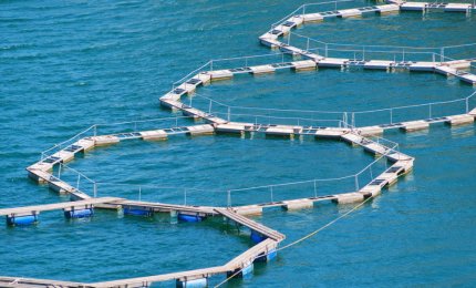 "Imprenditorialità per nuova occupazione e nuove competenze nelle PMI della pesca e dell’acquacoltura”