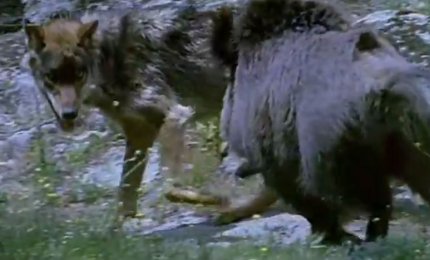 Gargano invaso da lupi e cinghiali