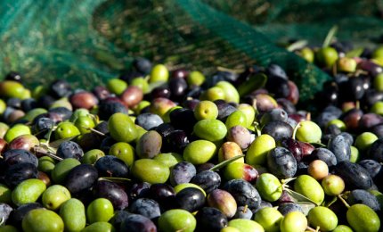 “Passatadoliva”, un alimento elisir di salute realizzato dal Cnr-Ispa di Lecce