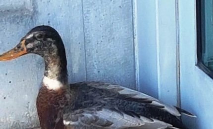 Un Germano Reale a spasso per Lecce