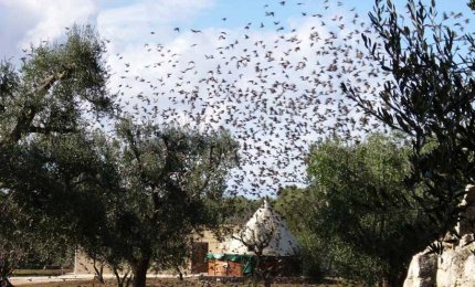 Gli olivicultori pugliesi esasperati chiedono interventi urgenti contro gli storni 