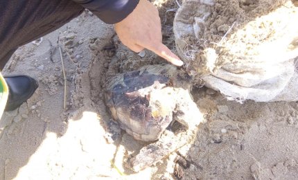 Su una spiaggia del Salento ancora un'altra tartaruga vittima della plastica