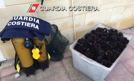Multa di quattromila euro a raccoglitori di frodo di 2600 ricci