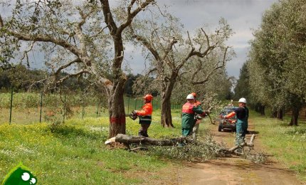 In Piazza per fronteggiare la xylella