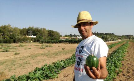 La Meloncella Tonda di Galatina entra nel paniere dei Prodotti Agroalimentari Tradizionali (PAT) di Puglia 