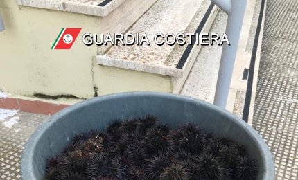 Sequestrati 600 ricci a pescatori di frodo