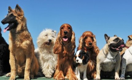 Al via il Concorso di Bellezza "Amici a 4 Zampe" 