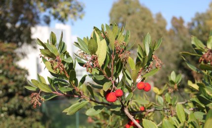 Presso l’Orto Botanico del Salento il “Fascination of Plants Day”