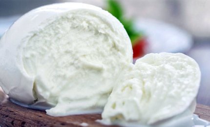 Messa a punto dal Cnr una tecnica per scoprire la presenza di latte non italiano nelle mozzarelle di bufala