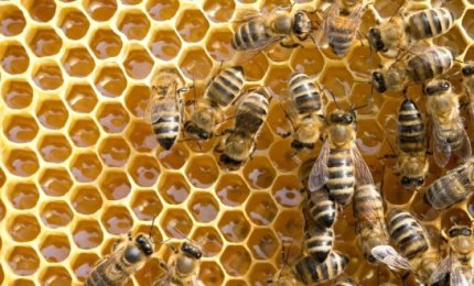 Api stressate, crolla in Puglia la produzione di miele