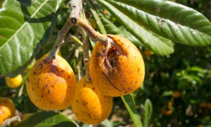 Il maltempo sta mettendo in ginocchio l'agricoltura pugliese