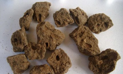 A Lecce esperti di archeobotanica da tutto il mondo