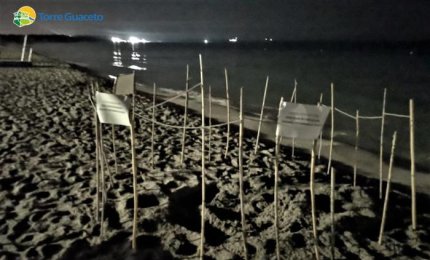 Due Caretta Caretta scelgono Gallipoli ed Ugento per nidificare