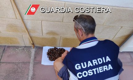 Raccoglie 1 Kg di datteri di mare, denunciato