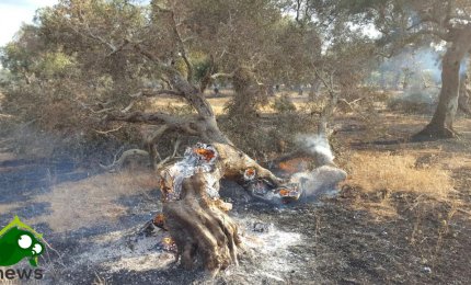 "Quegli alberi narranti antiche storie"