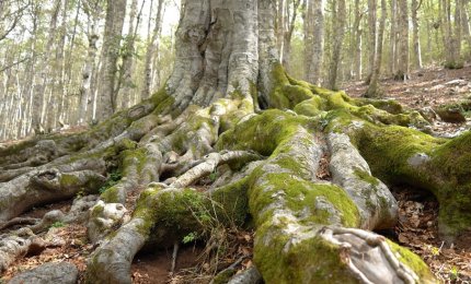 Unisalento trova l'età degli alberi più vecchi