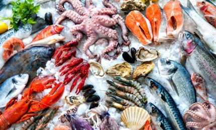 Cominciato il fermo pesca in Adriatico