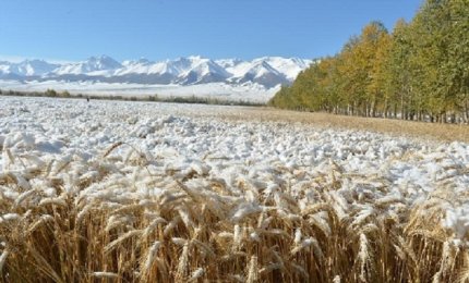 Aumentata a dismisura la quantità di grano importata dal Canada