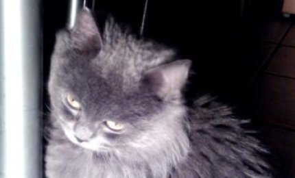 Chi trova questa gattina, per piacere, ci avvisi