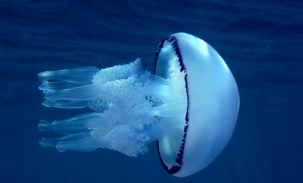 "Le meduse cibo del futuro"