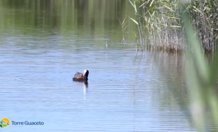 Un maschio di folaga nutre i suoi piccoli, un video che commuove