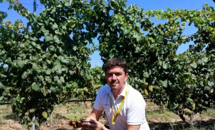Cominciata la vendemmia, in Puglia il vino sarà di ottima qualità