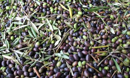 A Gagliano del Capo la prima raccolta delle olive