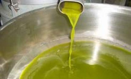 Xylella, crolla la produzione di olio nel Salento