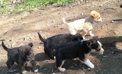 Abbandona cuccioli per strada. Denunciato
