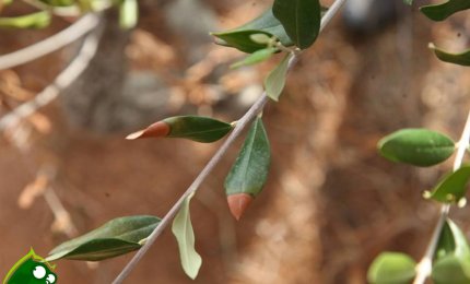 Crollata nel Salento la produzione di olio
