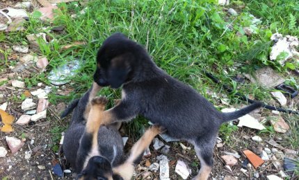 Rischia fino ad un anno di reclusione e 10000 euro di multa il galatinese che ha abbandonato sei cuccioli in strada