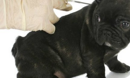 A Cutrofiano la “Giornata del microchip gratuito”