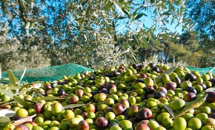 La tropicalizzazione del clima fa crescere in Puglia le produzioni autunnali