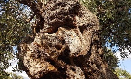 Xylella, Cia favorevole agli innesti sugli ulivi secolari
