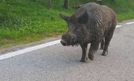 Anche il Salento invaso dai cinghiali