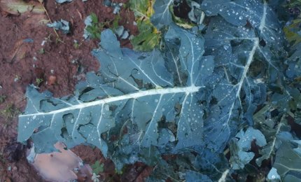 Il maltempo mette in ginocchio l'agricoltura pugliese