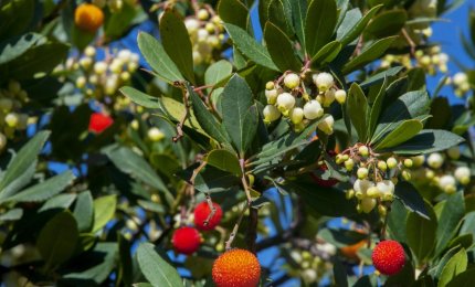 Ad Ecotekne si piantumano 50 nuovi alberi della flora salentina