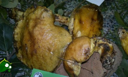 I 'Funghi del Salento' nella 24ma Mostra Micologica galatinese