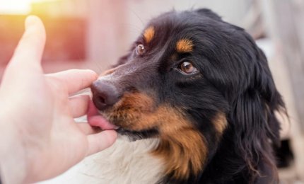 Sessantatreenne muore dopo essere stato leccato dal suo cane