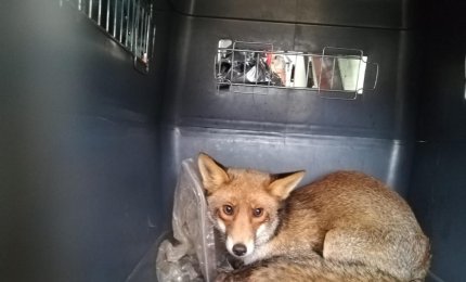Galatinese trova una volpe in bagno e chiama le guardie zoofile