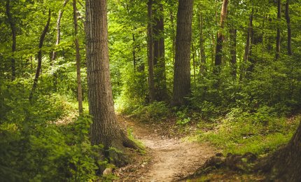 “piantiAMO gli Alberi, sosteniAMO il Pianeta”