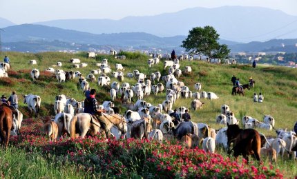 La Transumanza è Patrimonio dell'Unesco
