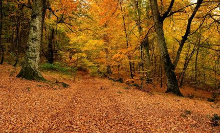 Qual è il momento migliore per respirare nelle foreste? Una ricerca del Cnr 