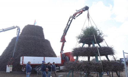 Un ramo secco d'ulivo in cima alla focara 