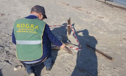 Due Caretta caretta spiaggiate a San Cataldo