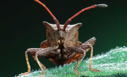 Contro la cimice killer anche gli agricoltori pugliesi si mobilitano a Verona