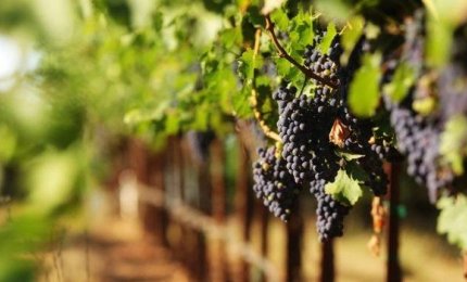 “Potatura della vite da vino”, grande successo per il corso organizzato da Coldiretti nel Salento