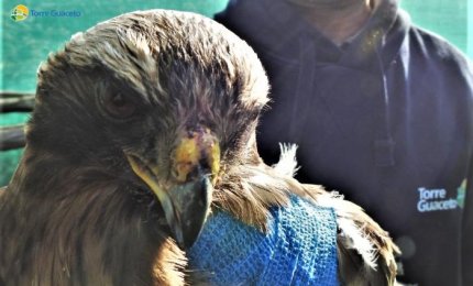 Un'aquila minore in cura a Torre Guaceto