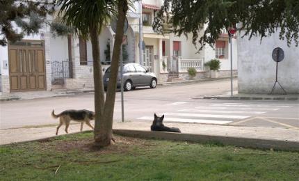 Approvato in Puglia un disegno di legge all'avanguardia per la tutela dei diritti degli animali e il controllo del randagismo.